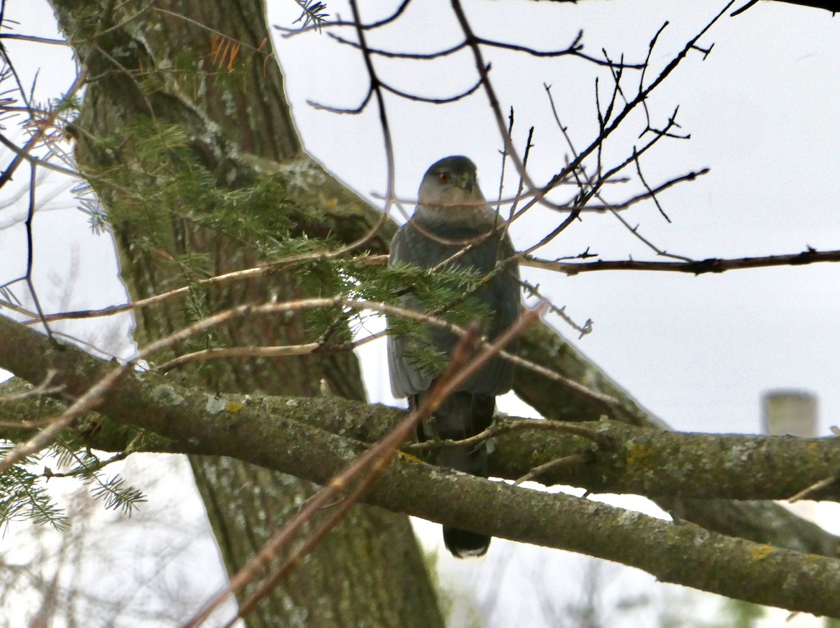Cooper's Hawk - ML645388960