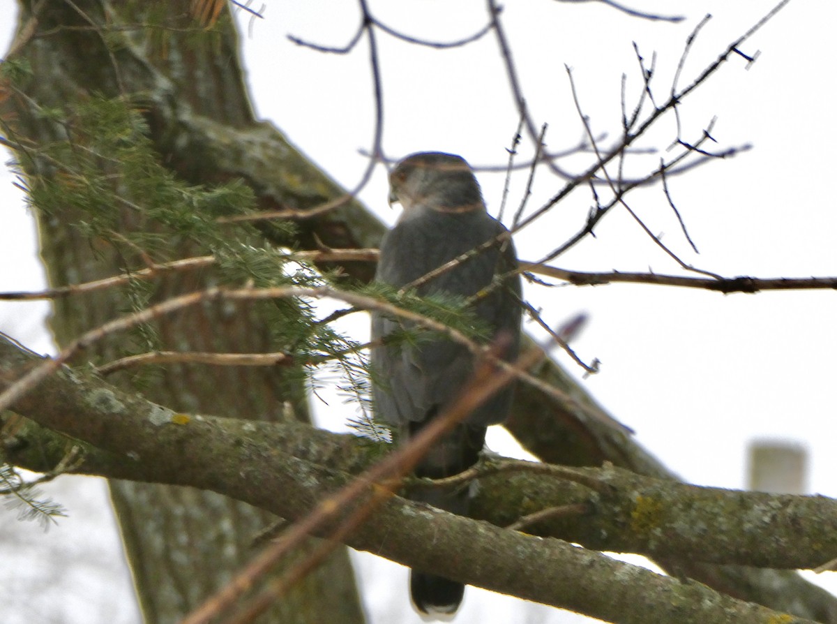 Cooper's Hawk - ML645388961