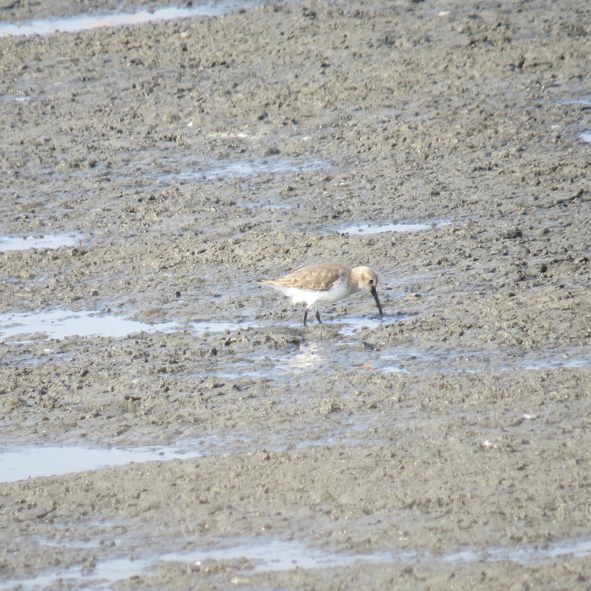 Dunlin - ML645388966