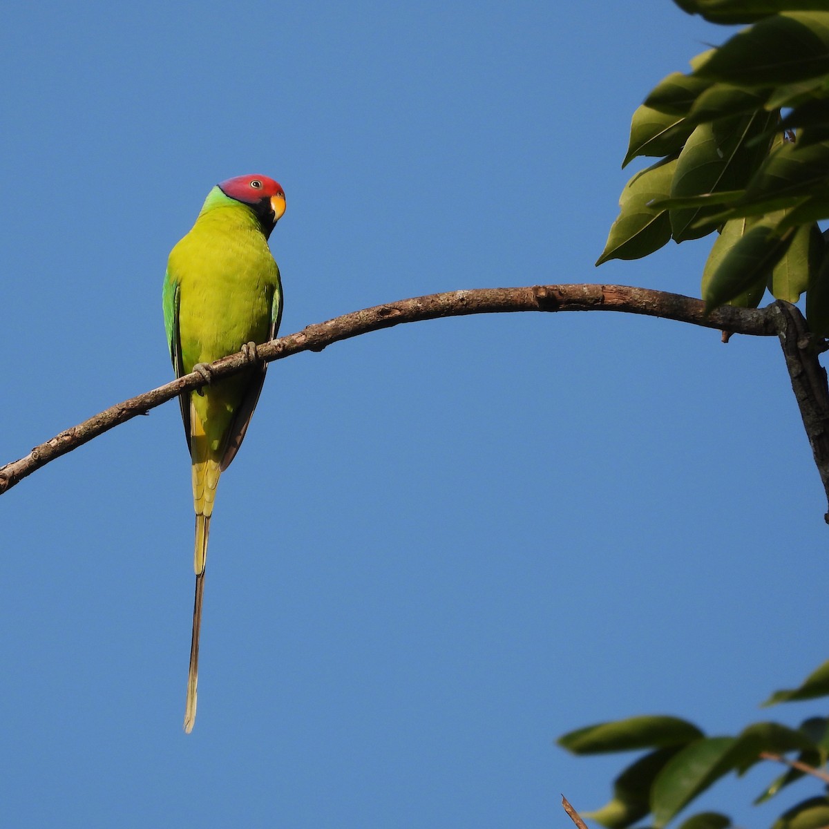 Plum-headed Parakeet - ML645388969