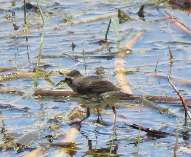 Northern Waterthrush - ML645388970