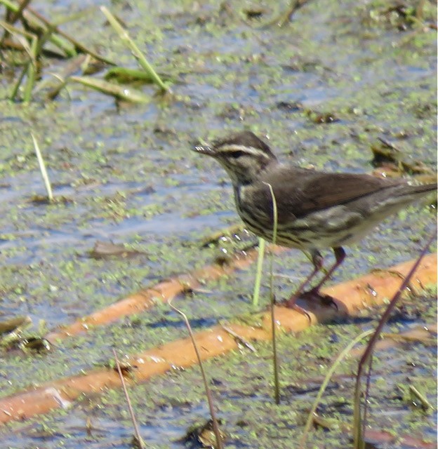 Northern Waterthrush - ML645388972