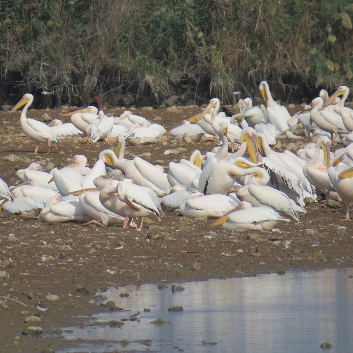 Great White Pelican - ML645388990