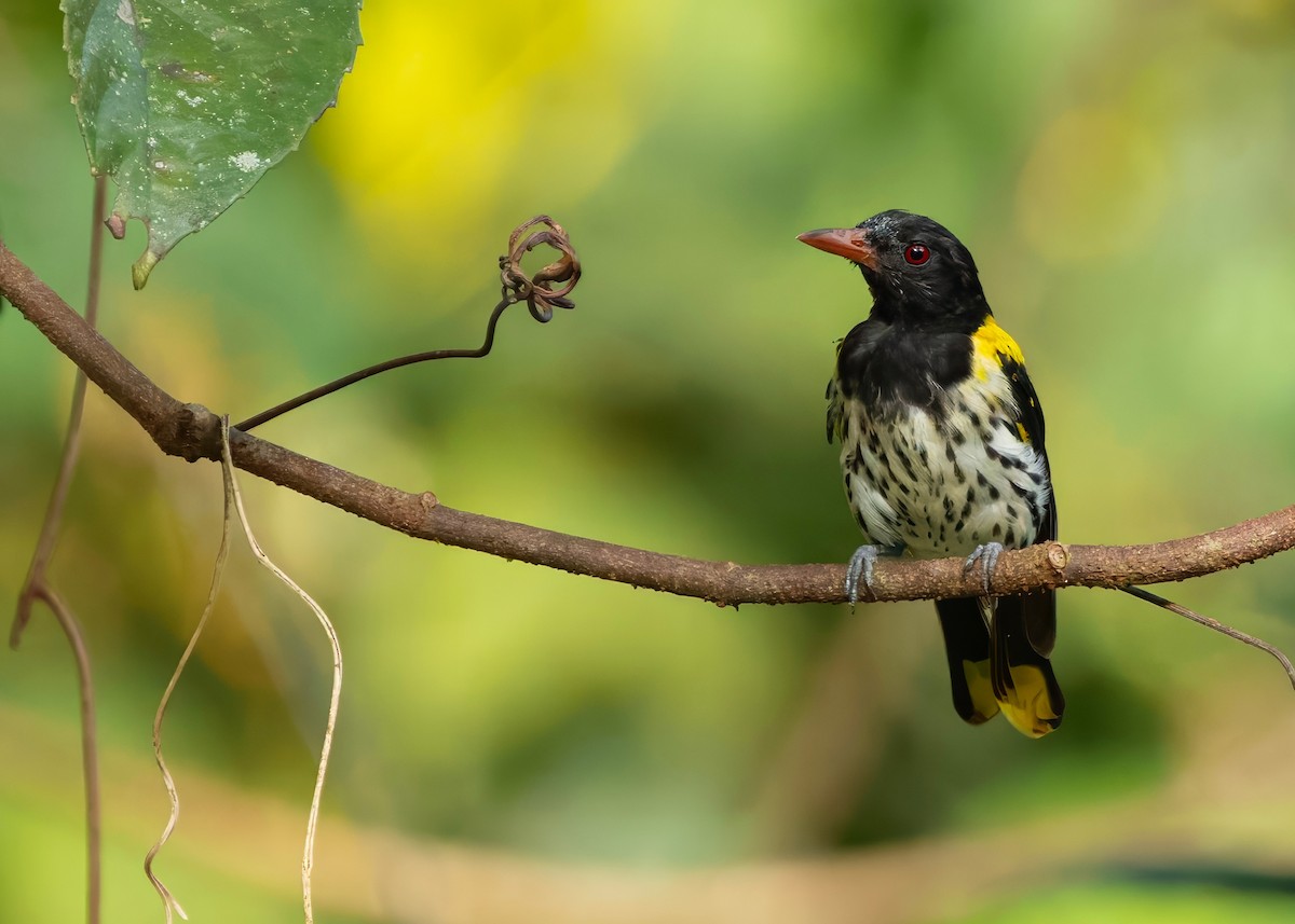 Dark-throated Oriole - ML645388993