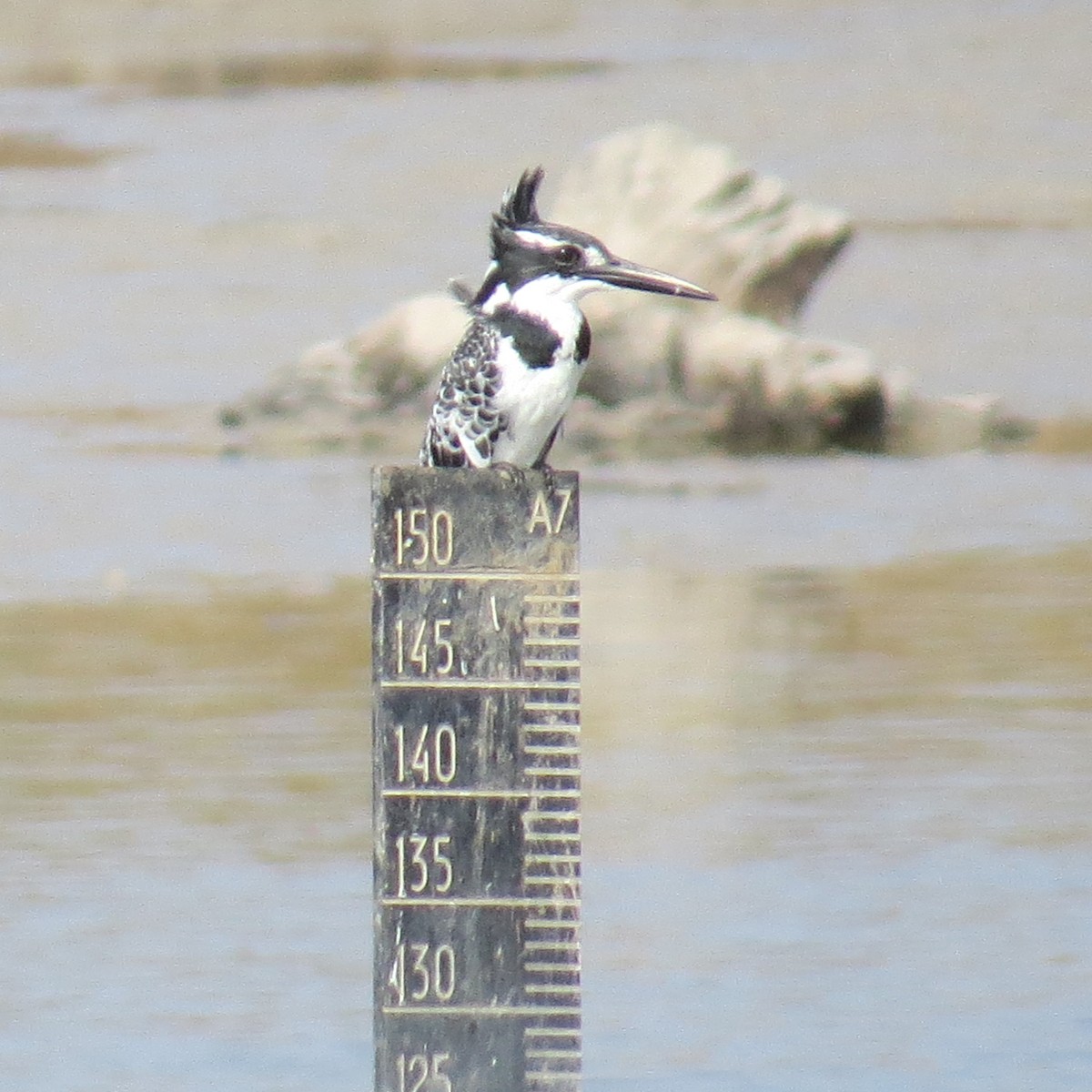 Pied Kingfisher - ML645388998