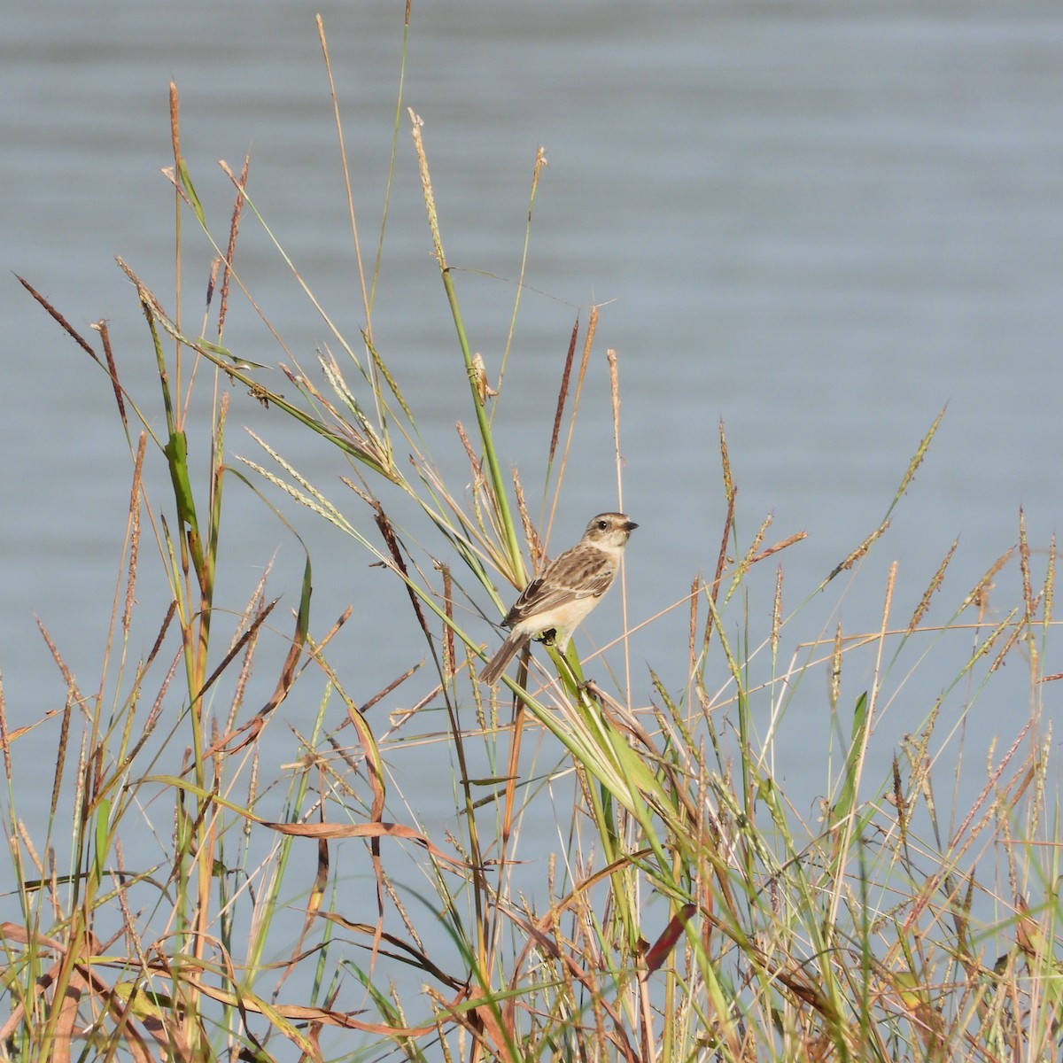 Siberian Stonechat - ML645389015