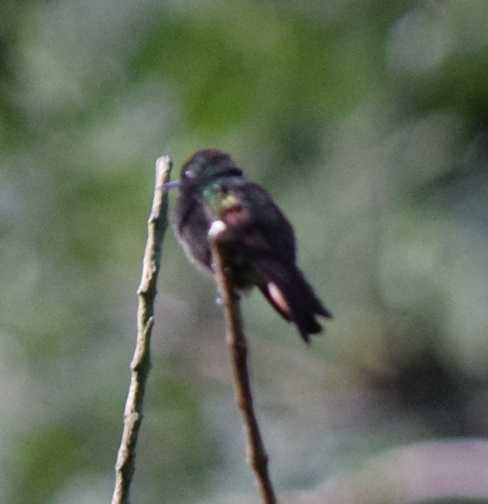 Berylline Hummingbird - ML645389026