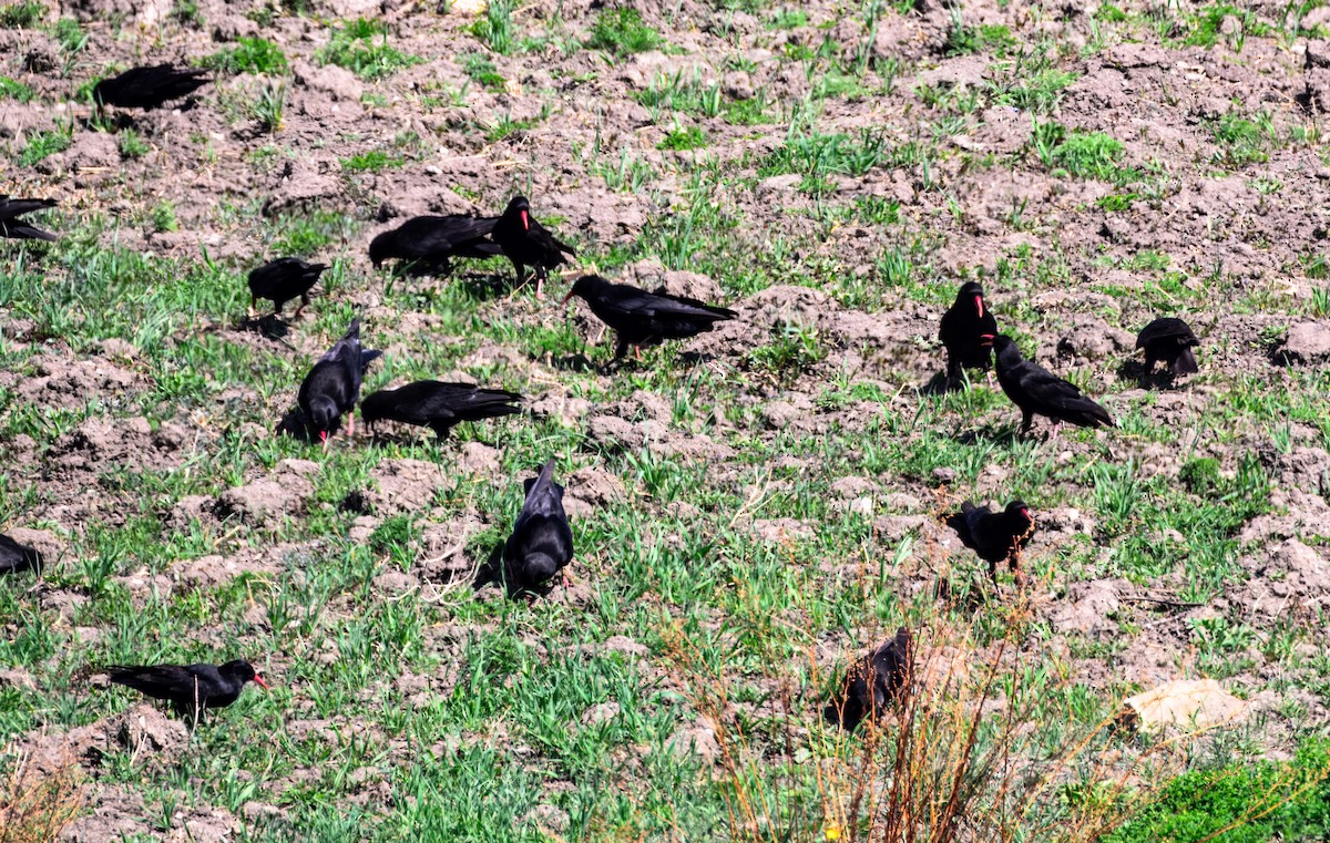 ベニハシガラス - ML645389032