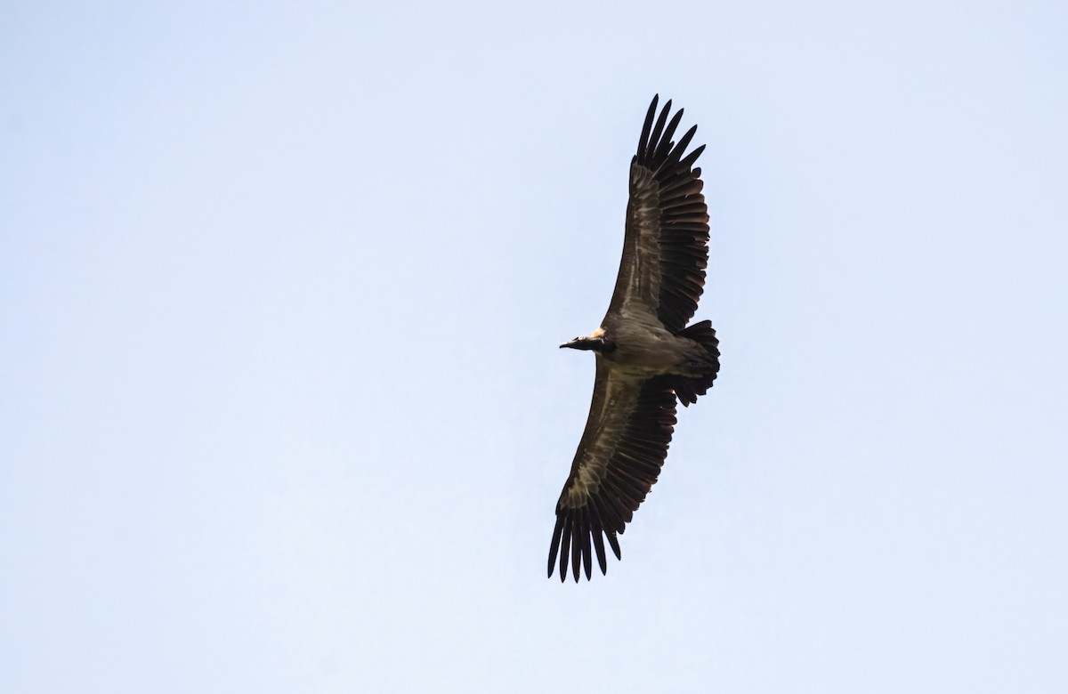 נשר מקראי - ML645389034