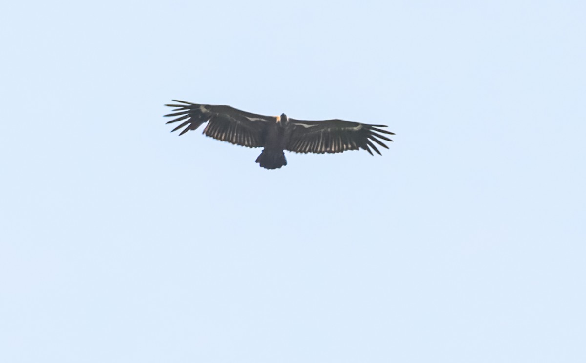 Himalayan Griffon - ML645389040