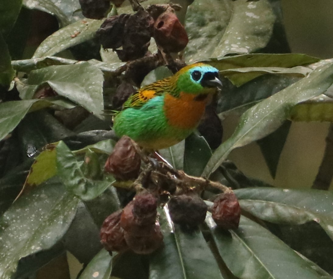 Tangara de Desmarest - ML645389047