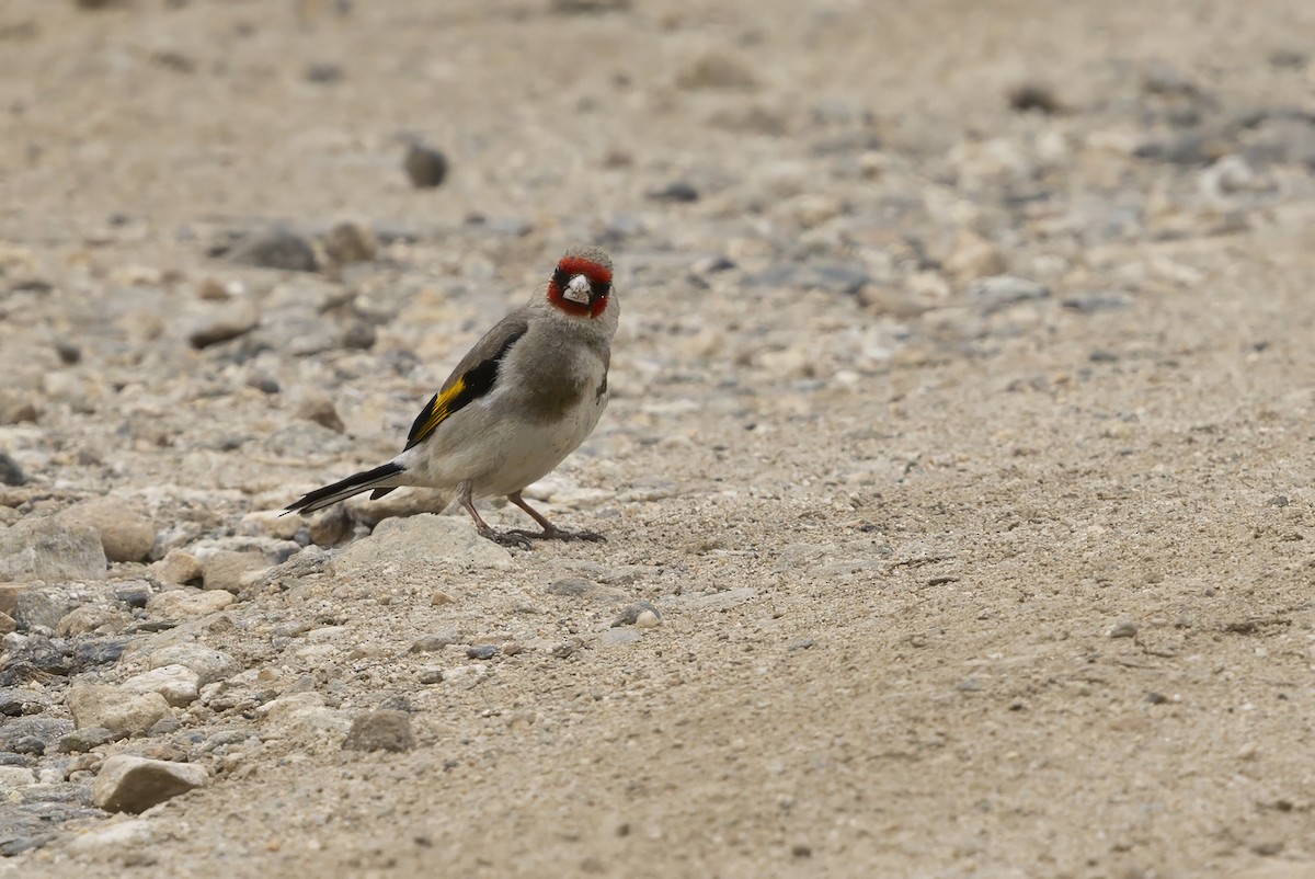 Jilguero Oriental - ML645389058