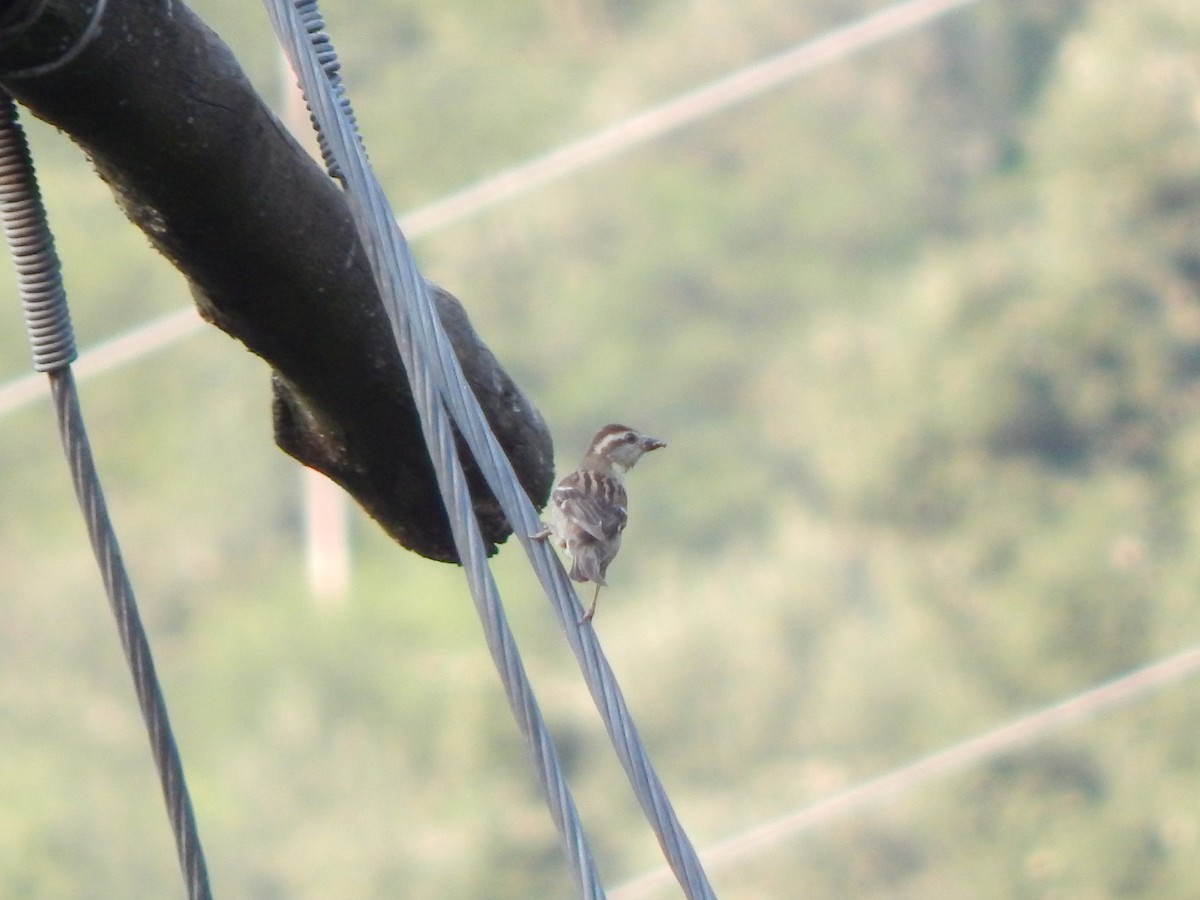 山麻雀 - ML645389063