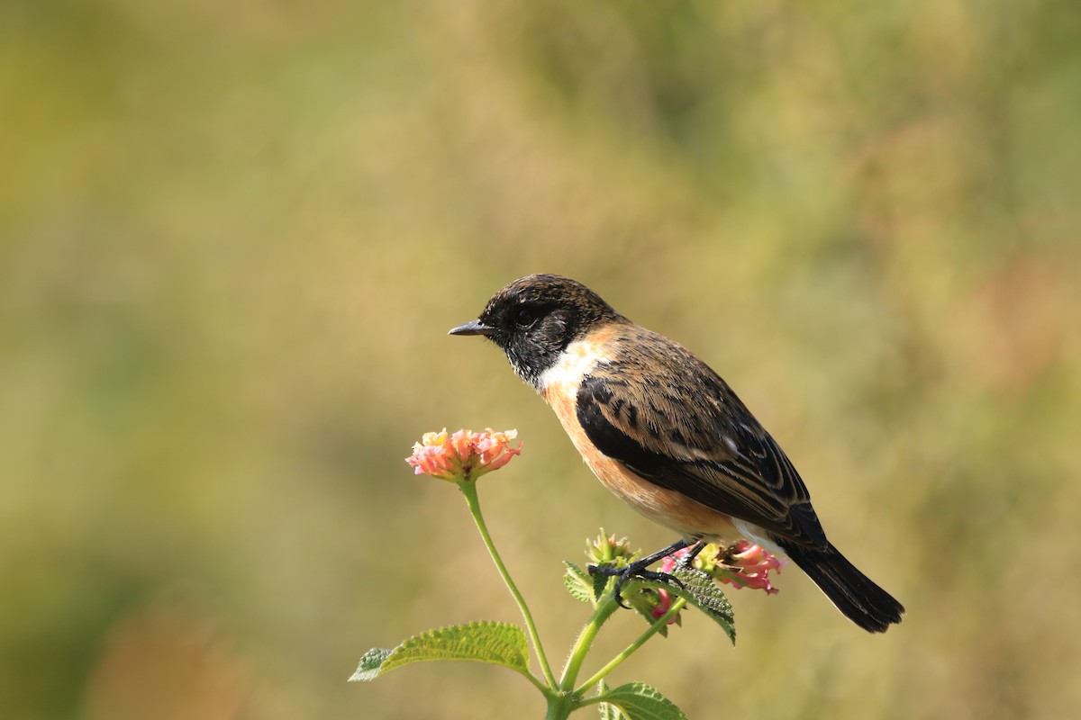 Siberian Stonechat - ML645389084