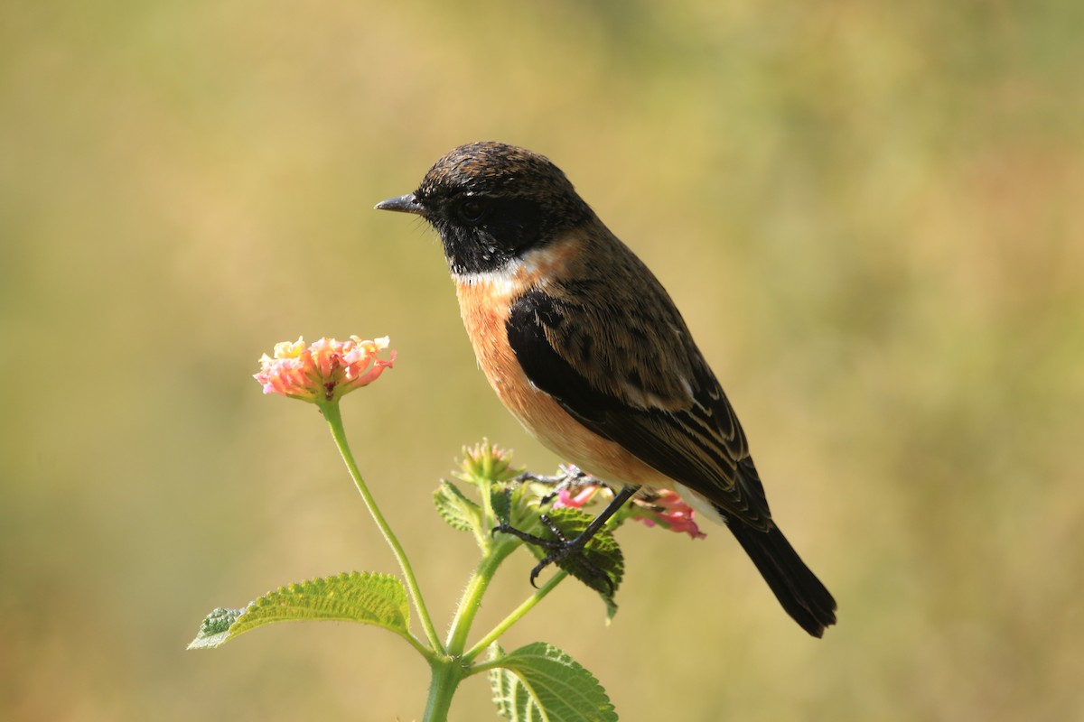 Siberian Stonechat - ML645389085