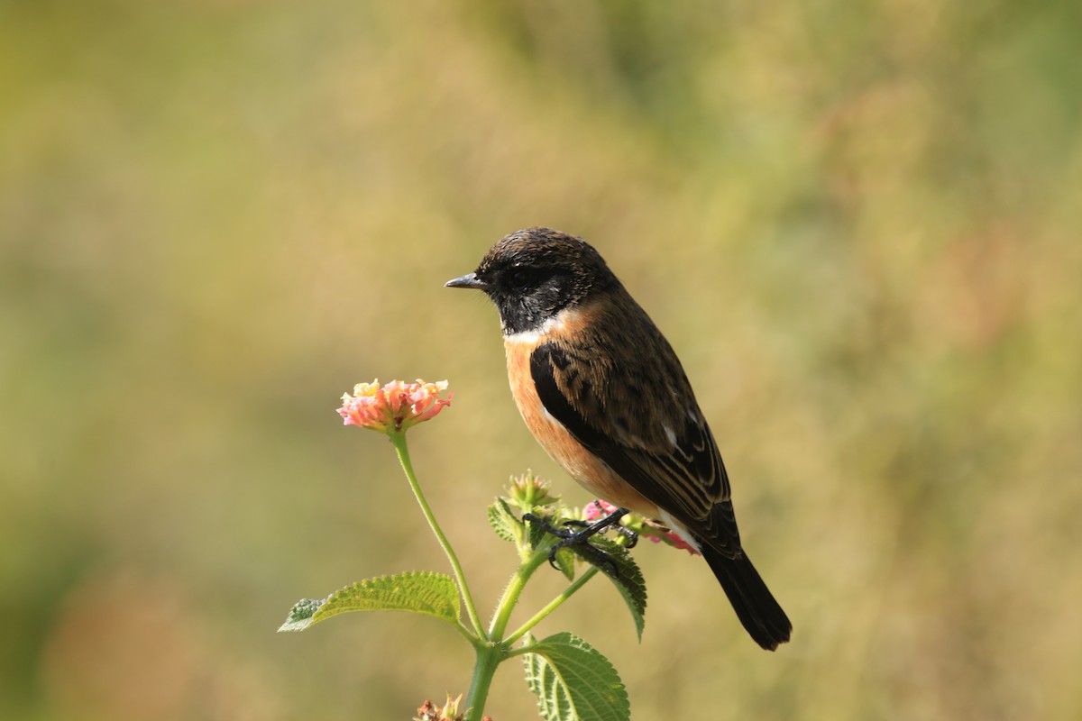 Siberian Stonechat - ML645389086