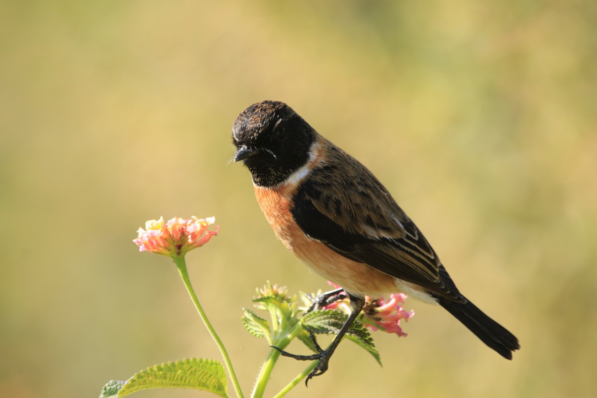 Siberian Stonechat - ML645389087