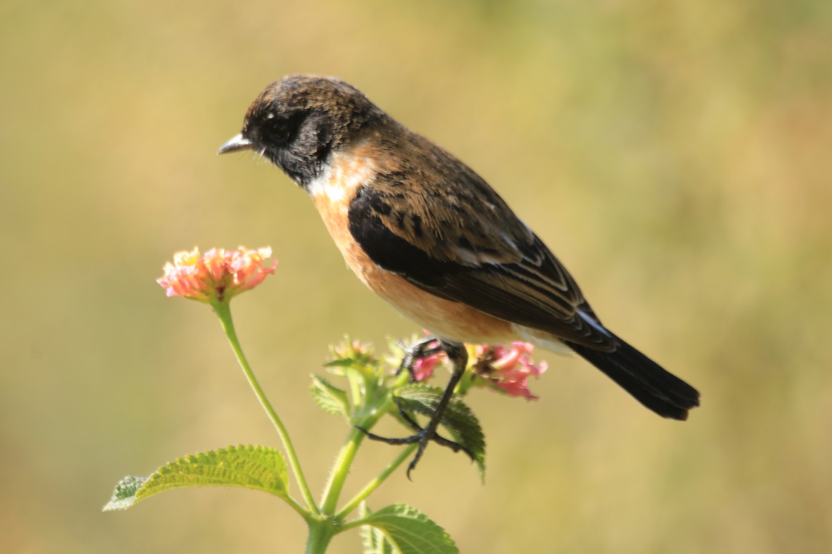 Siberian Stonechat - ML645389088