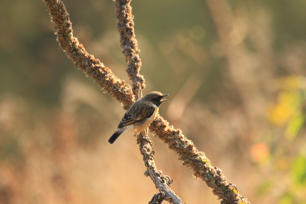 Siberian Stonechat - ML645389089