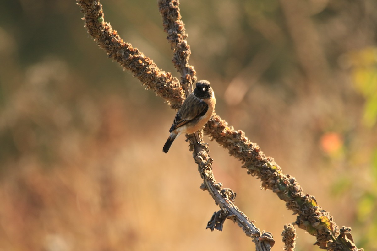 Siberian Stonechat - ML645389090