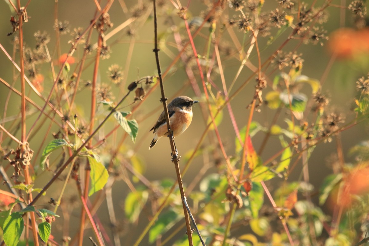 Siberian Stonechat - ML645389091