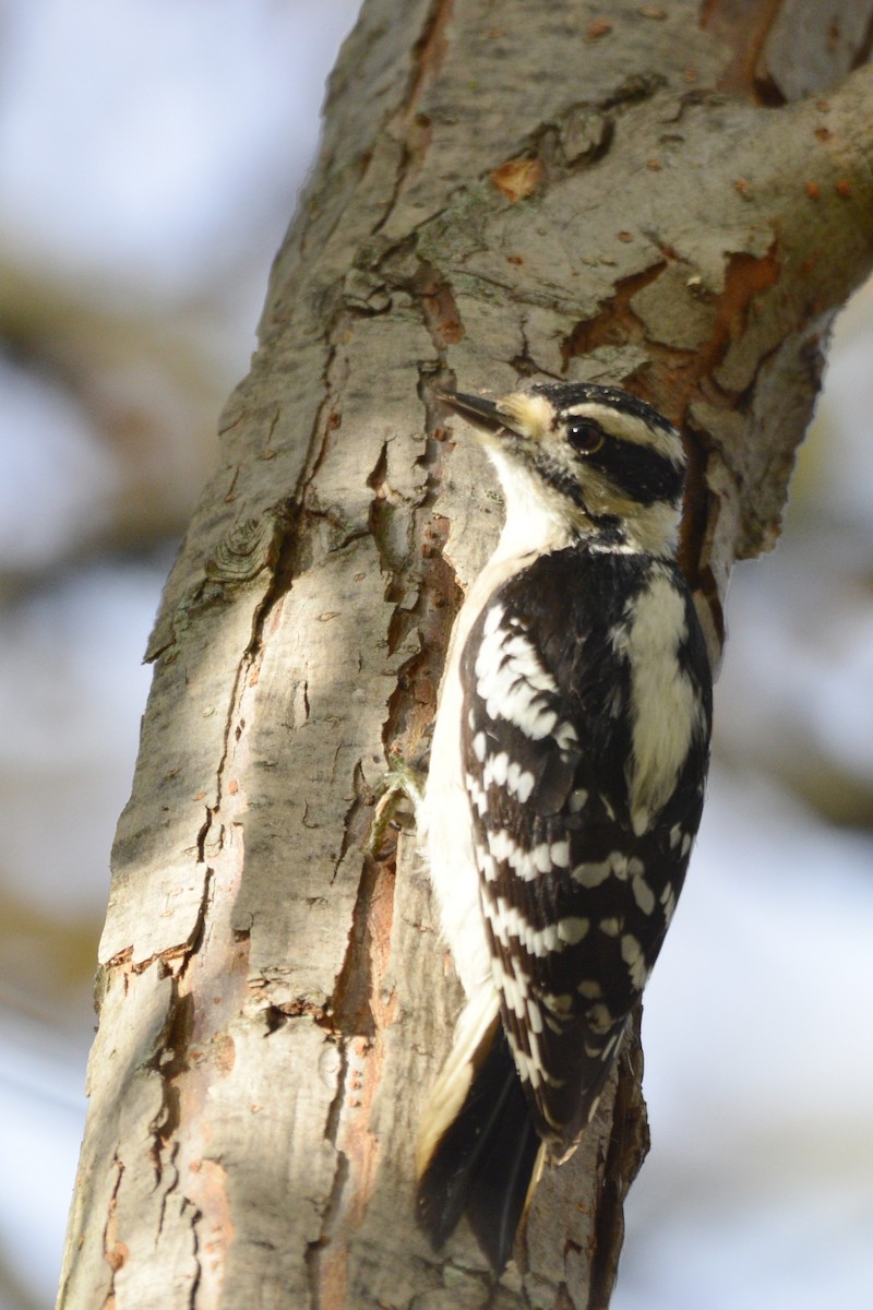 Downy Woodpecker - ML645389121