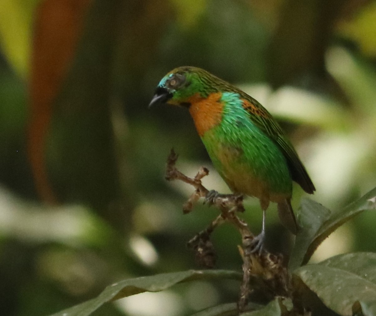 Tangara de Desmarest - ML645389122