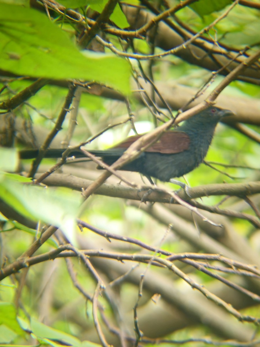 Philippine Coucal - ML645389136