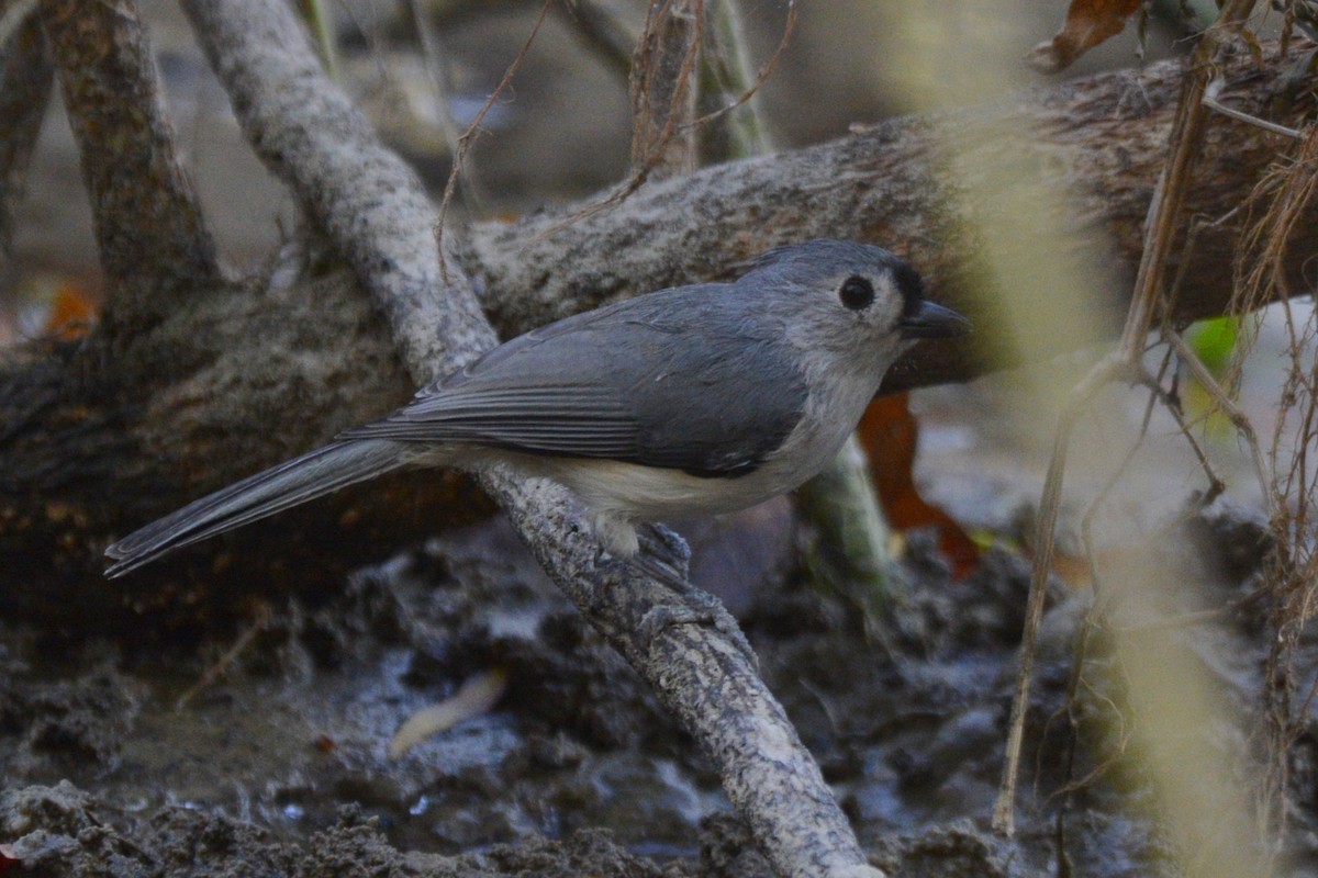 Tufted Titmouse - ML645389140