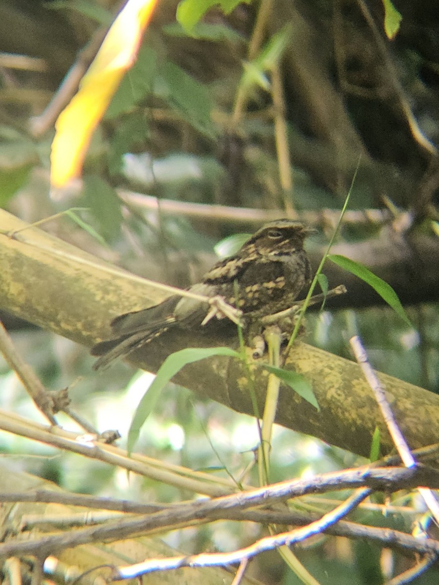Philippine Nightjar - ML645389141