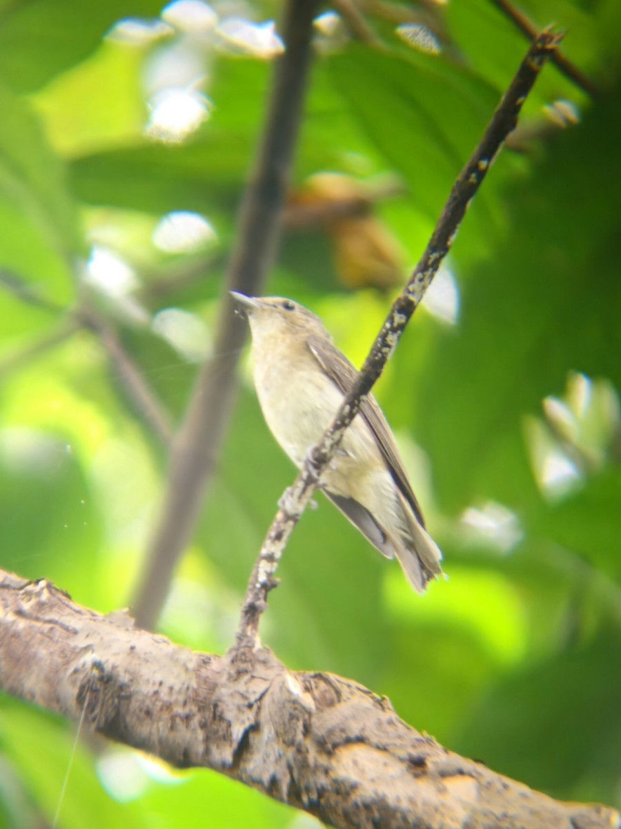 Narcissus Flycatcher - ML645389148