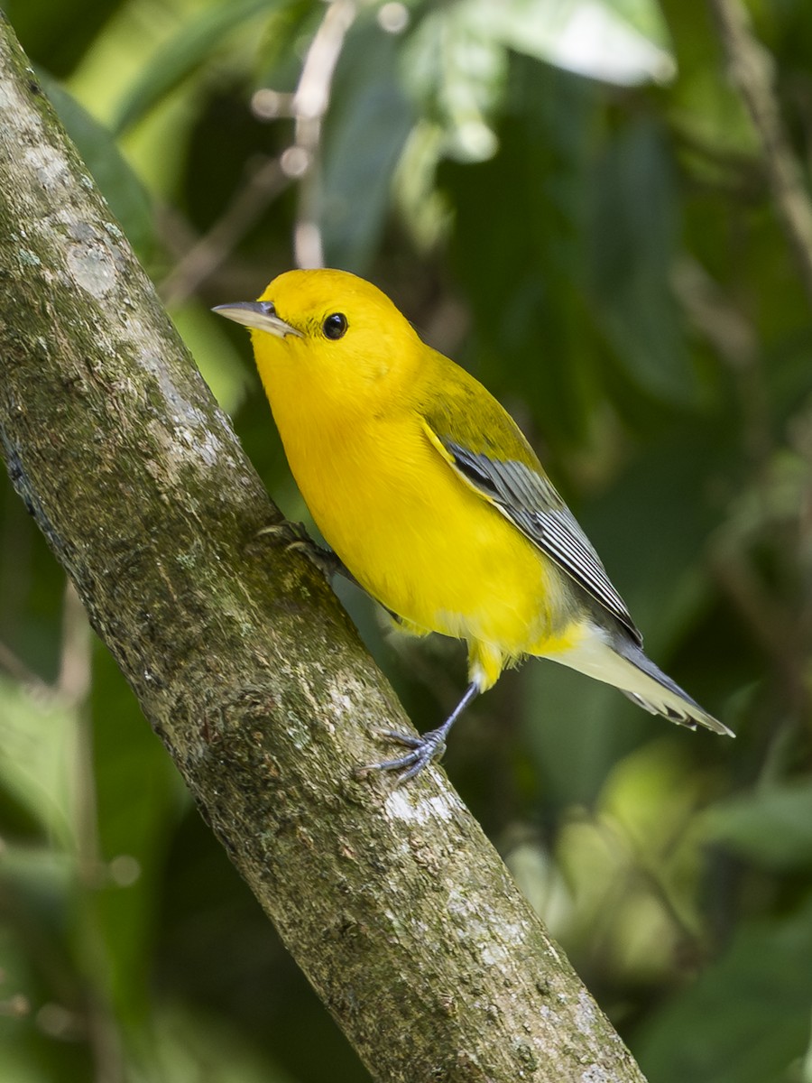 Prothonotary Warbler - ML645389149