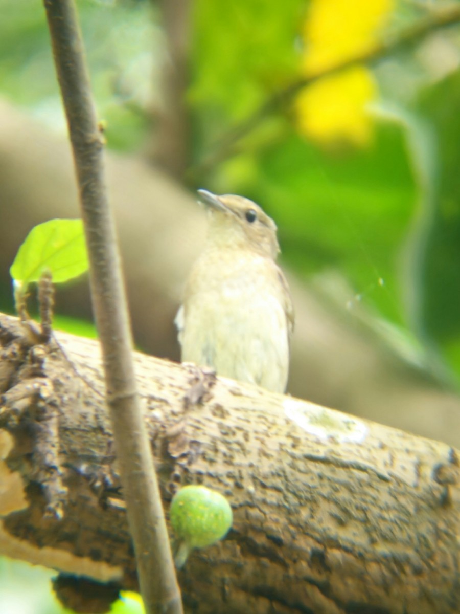Narcissus Flycatcher - ML645389151