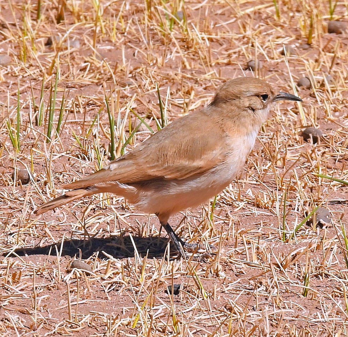 Puna Miner - ML645389152