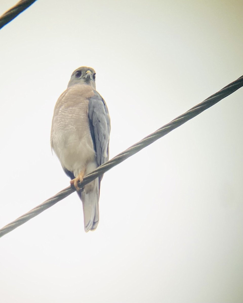 Shikra - ML645389169