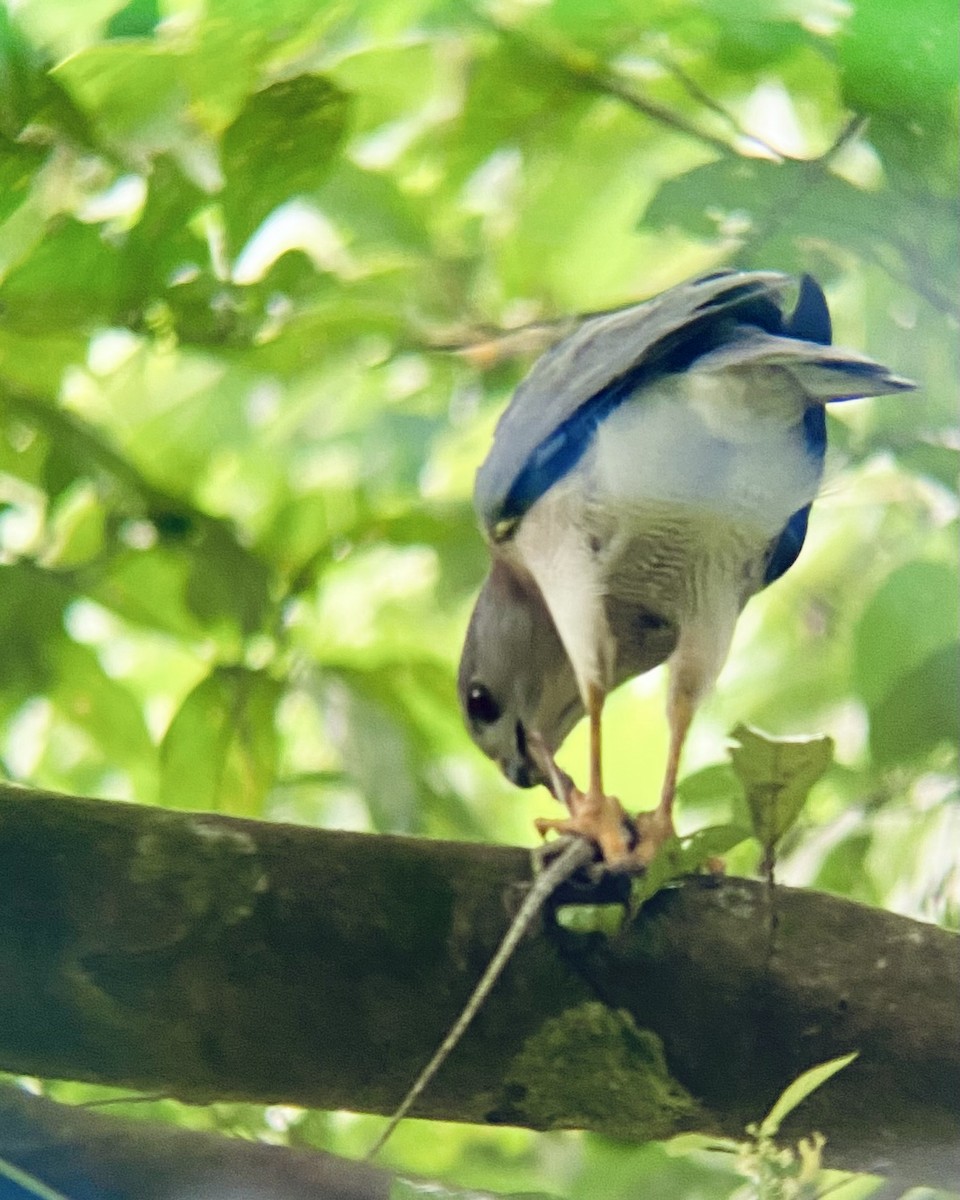 Shikra - ML645389170