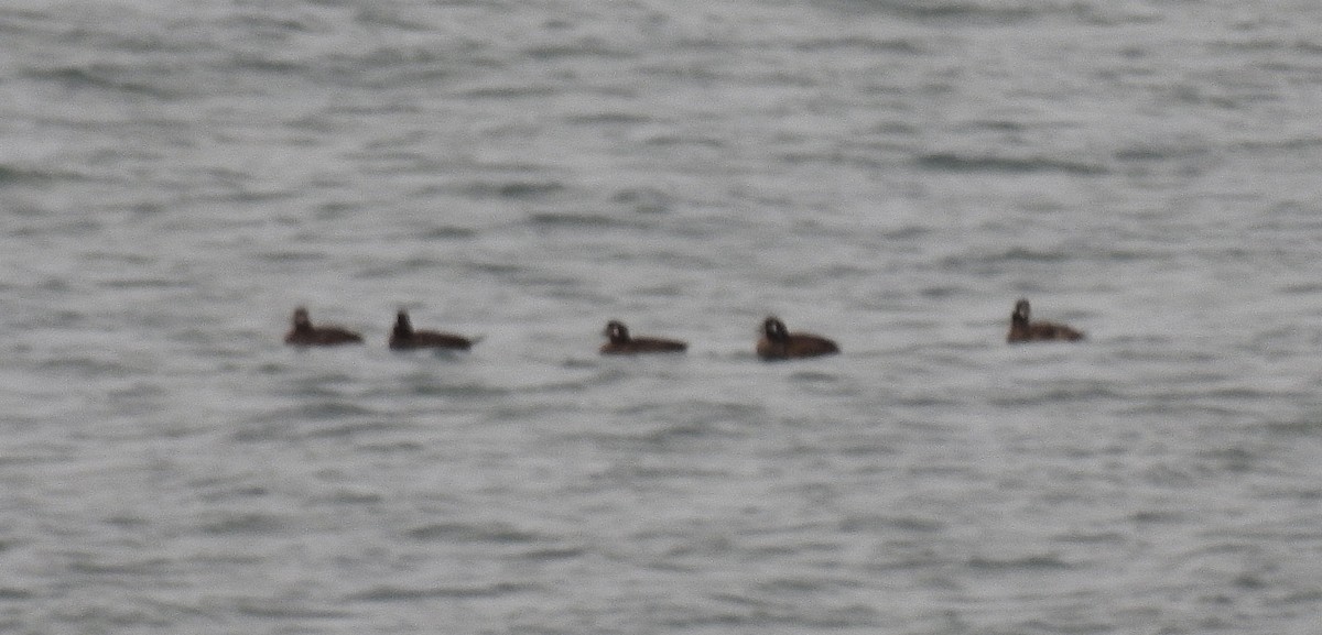 Harlequin Duck - ML645389173