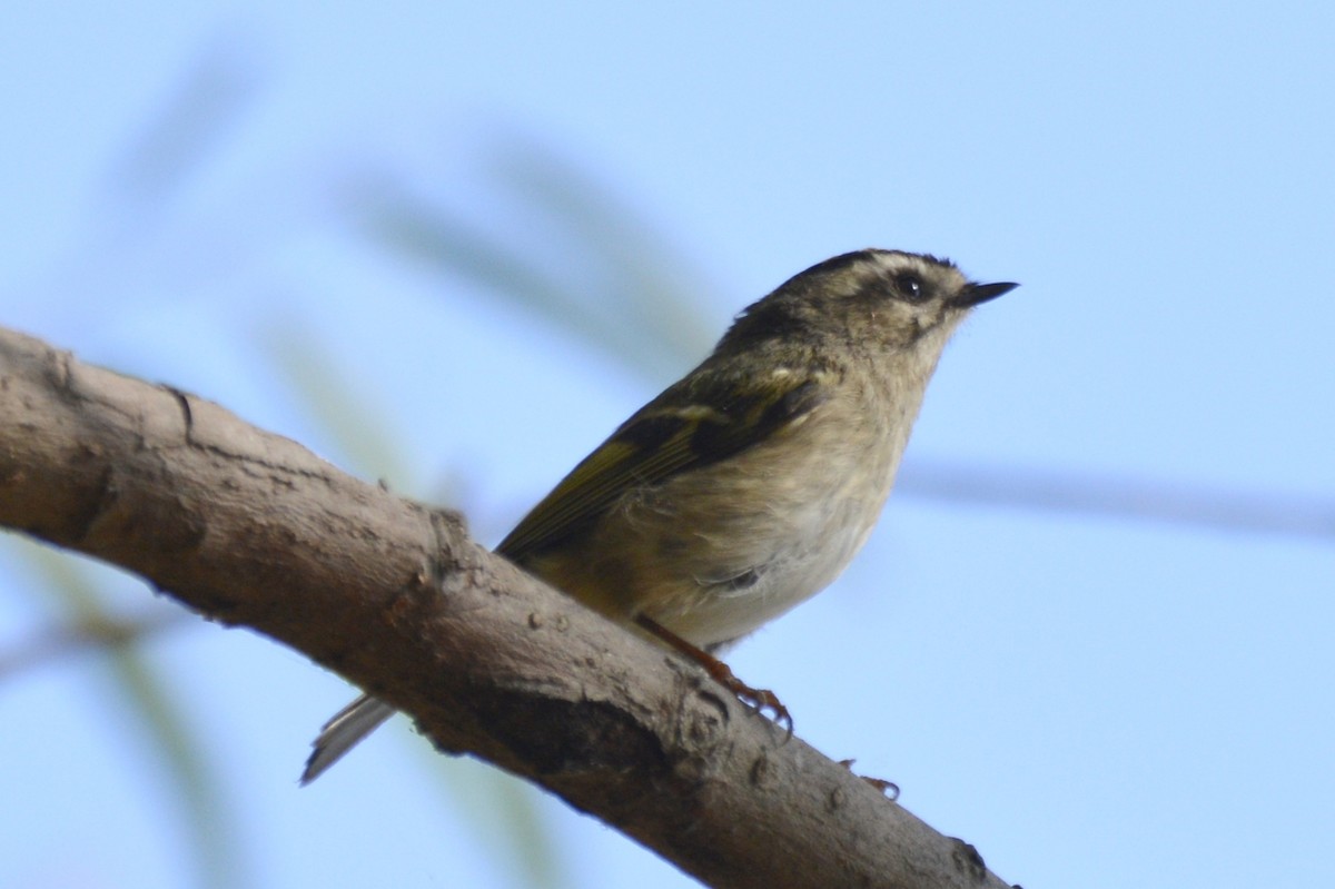 Golden-crowned Kinglet - ML645389193