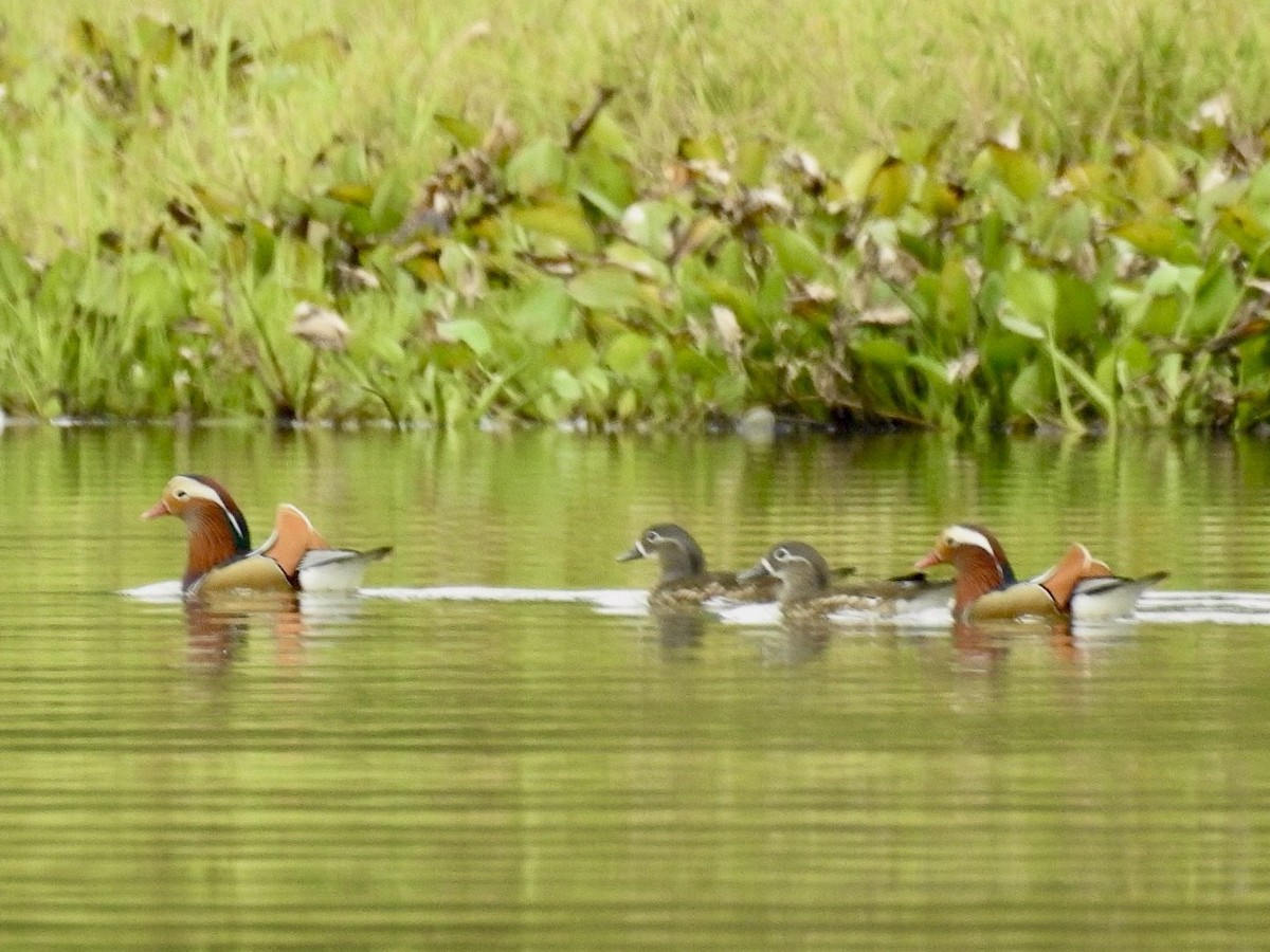 Mandarinente - ML645389217