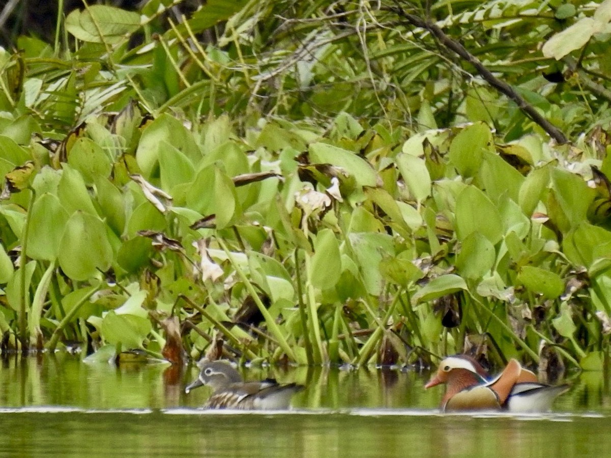 Mandarinente - ML645389218