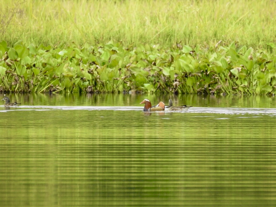 Mandarinente - ML645389219