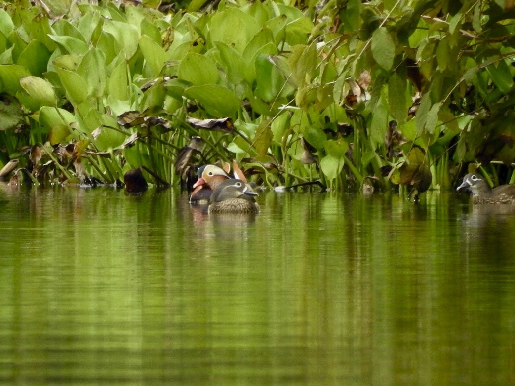 Mandarinente - ML645389220