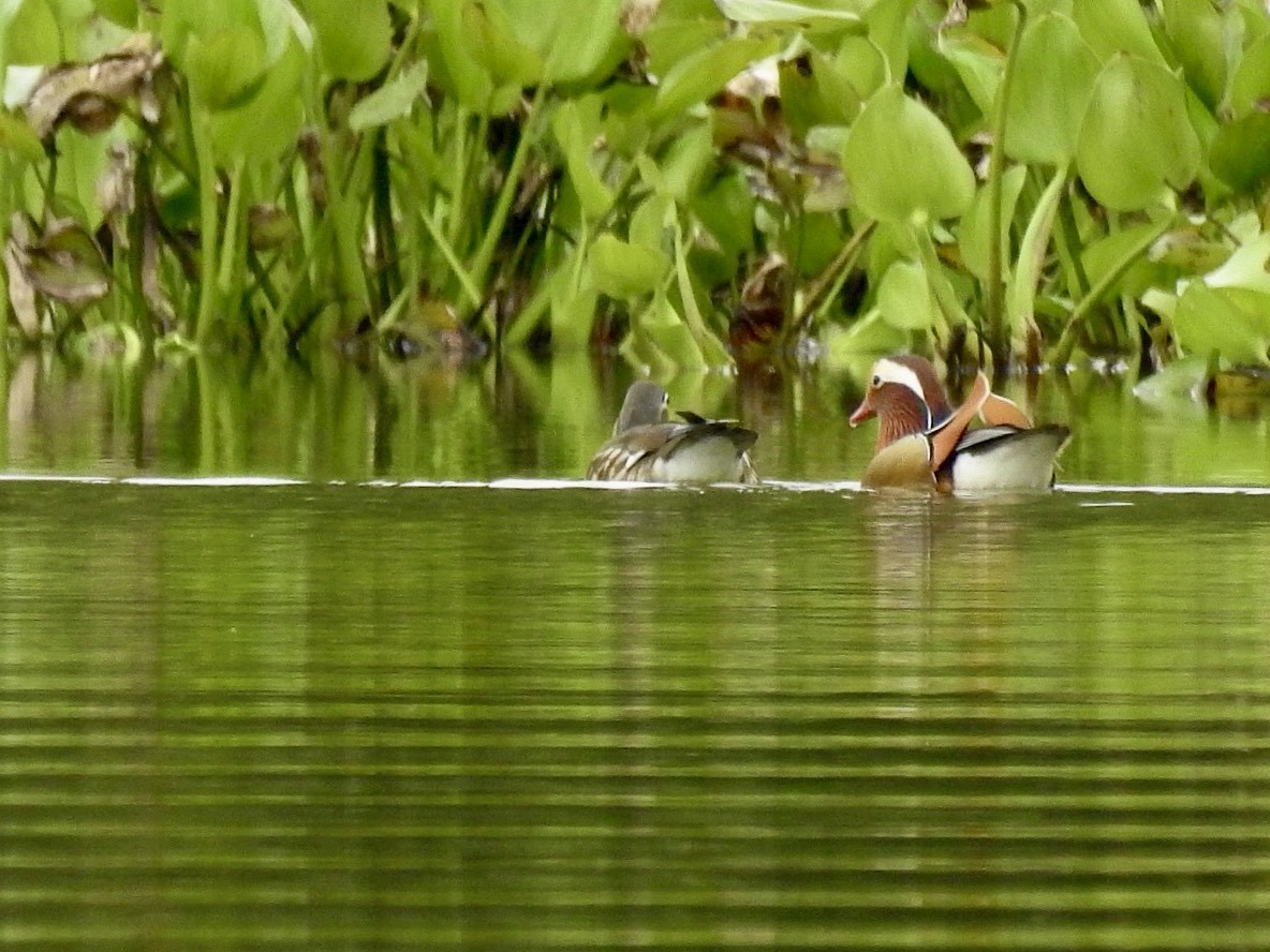 Mandarinente - ML645389221