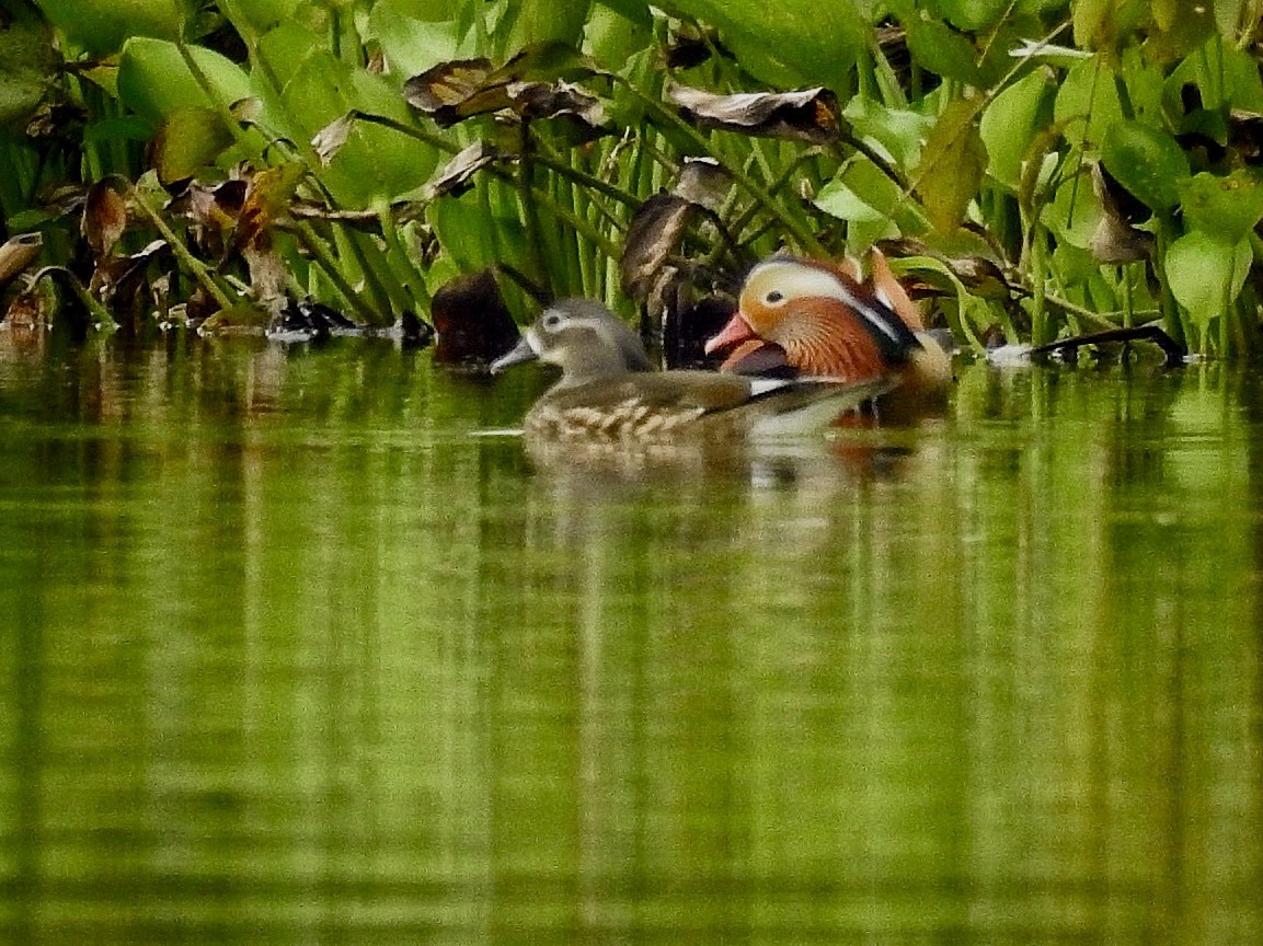 Mandarinente - ML645389222