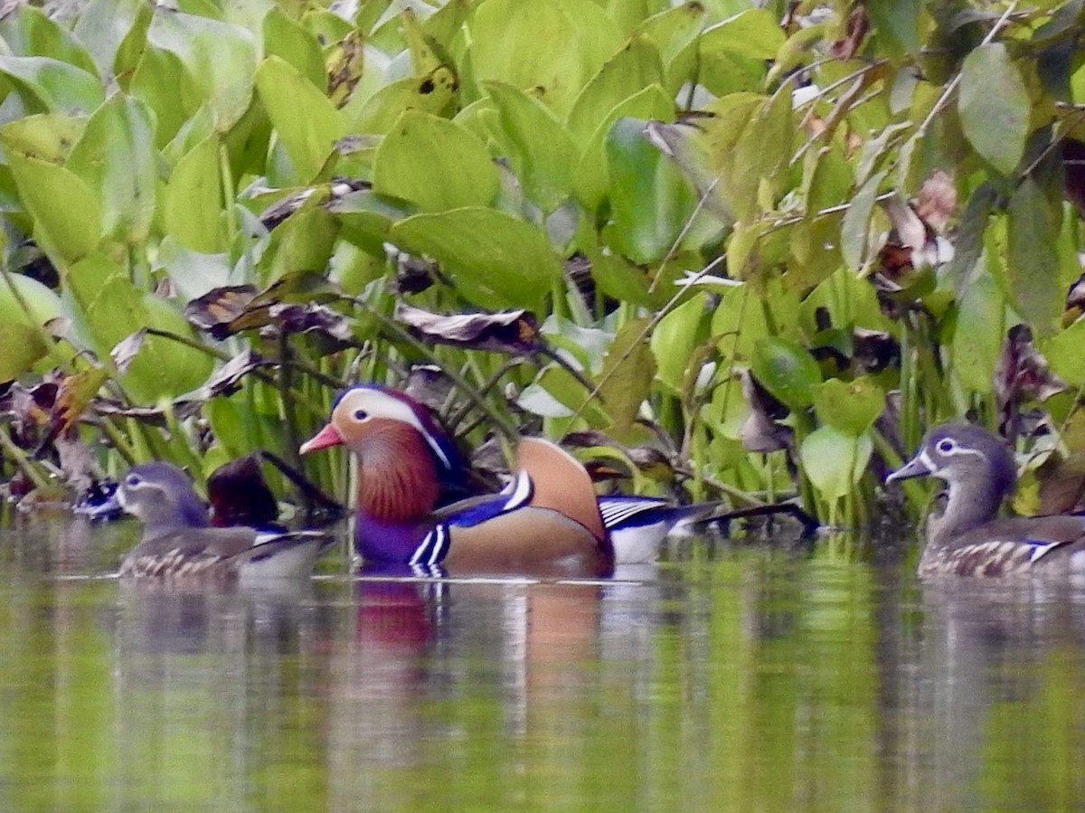 Mandarinente - ML645389223