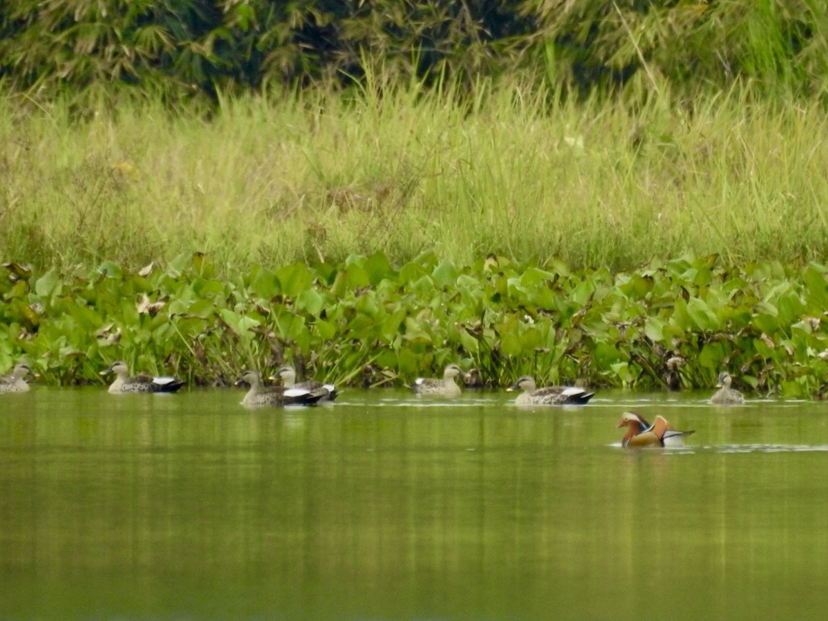 Mandarinente - ML645389224