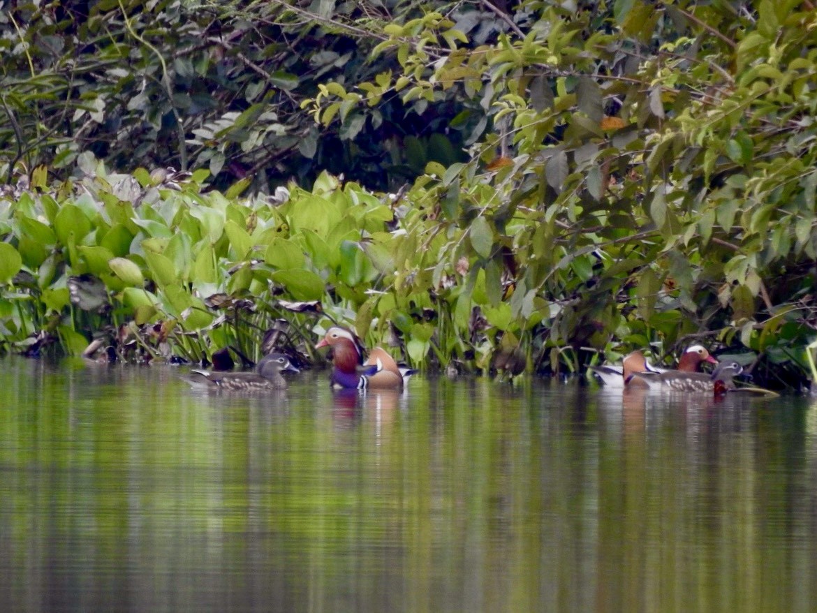 Mandarinente - ML645389225