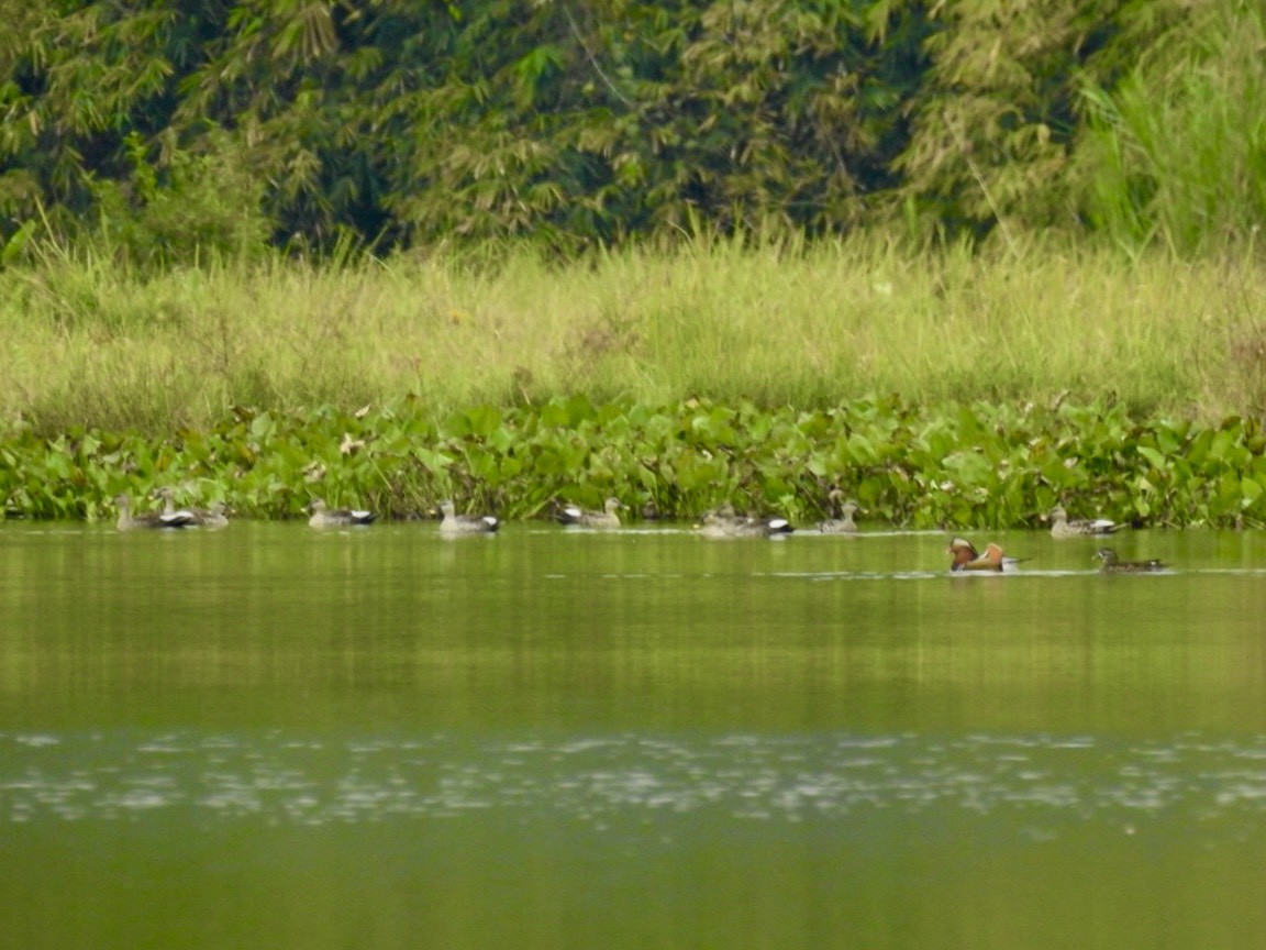 Mandarinente - ML645389226