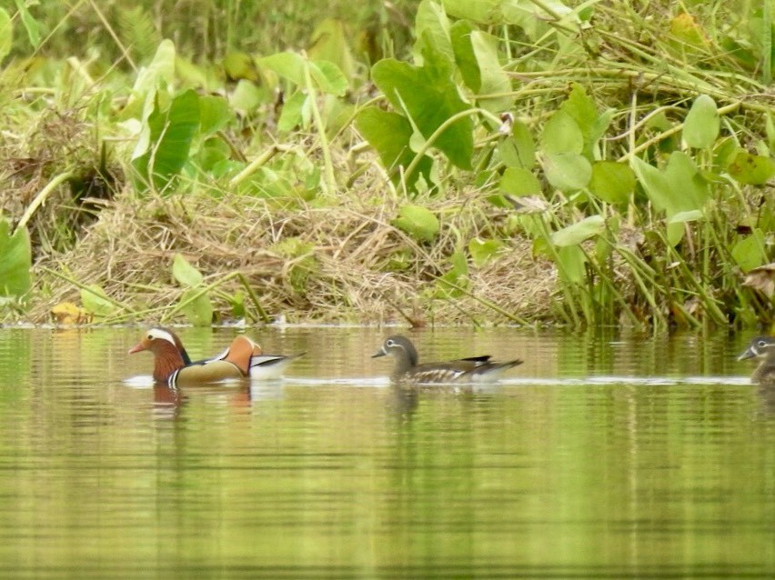 Mandarinente - ML645389227