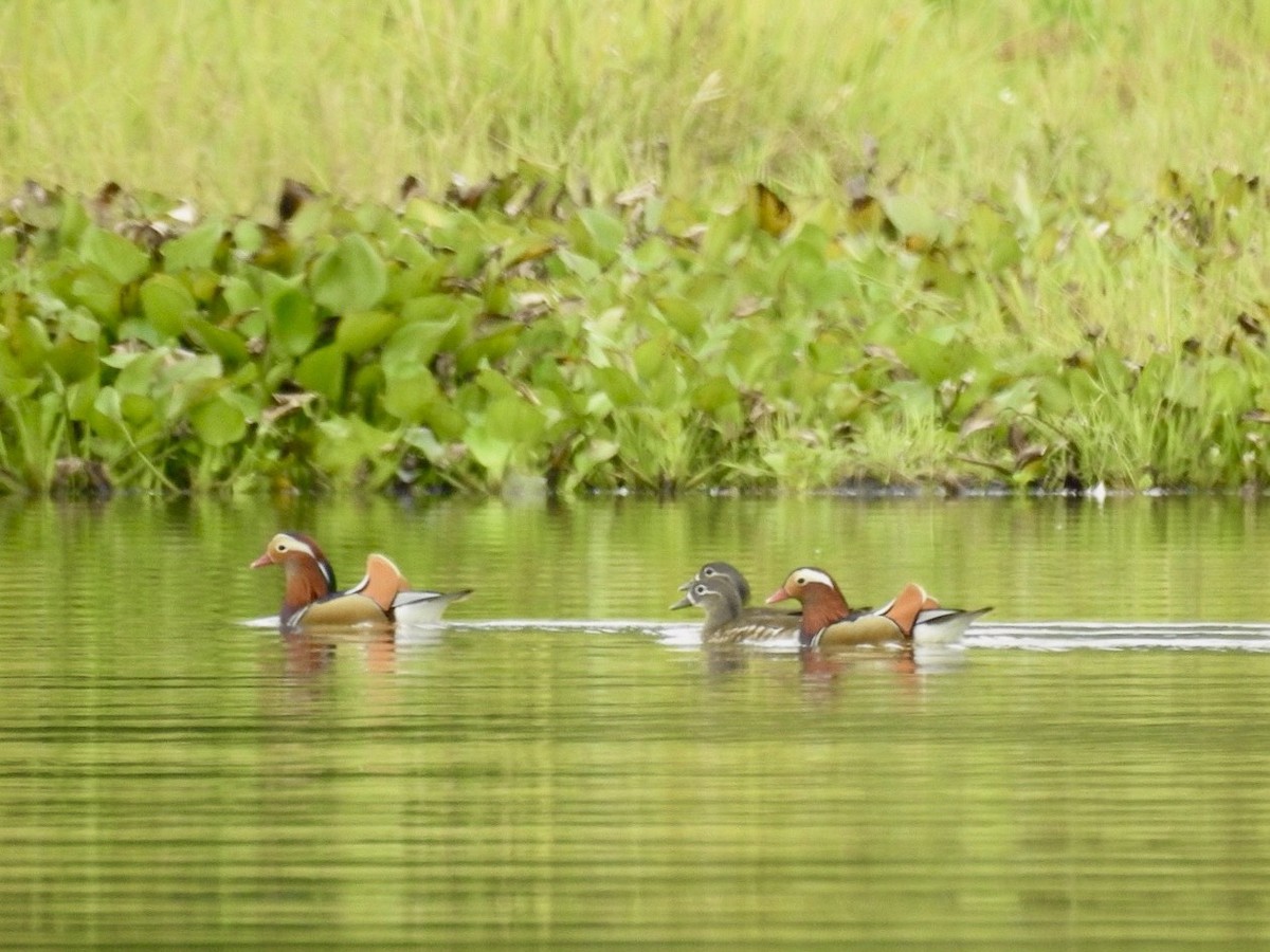 Mandarinente - ML645389228